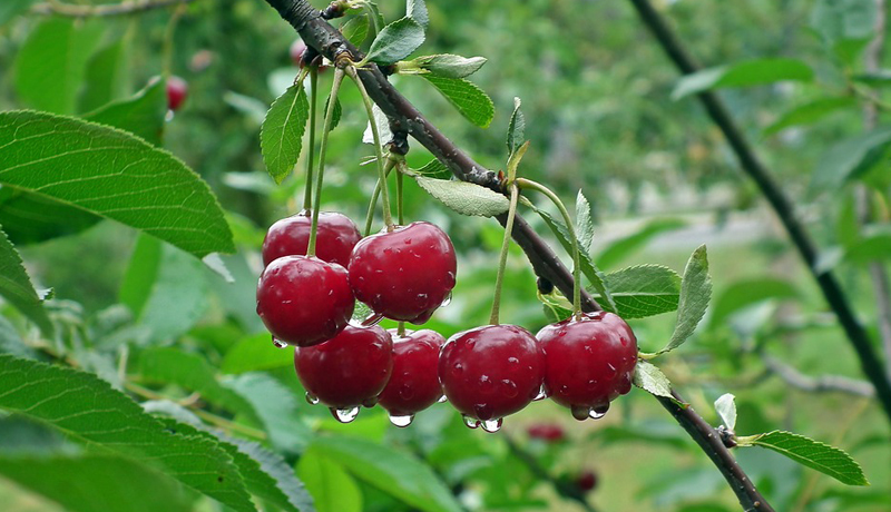 First Healing Journal